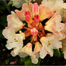 Rhododendron jaune 'Horizon Monarch' / Rhododendron Horizon Monarch